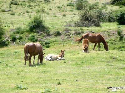Valles del Corneja y el Tormes - Sierra de Gredos;senderismo pedriza embalse de picadas cerezos en f